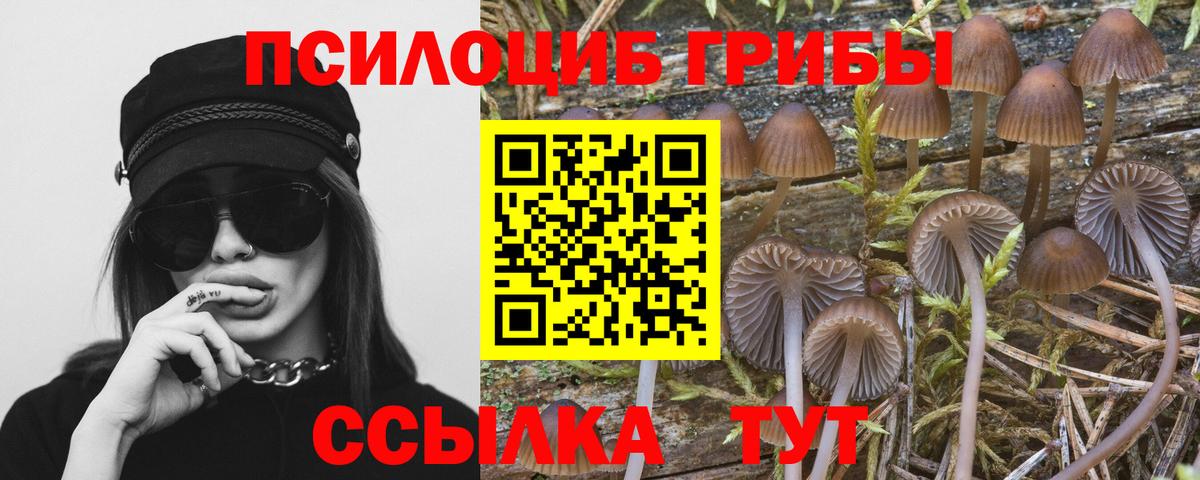 Псилоцибиновые грибы Psilocybe Магнитогорск